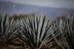 Jalisco está listo para una participación destacada en la Feria Internacional de Turismo (FITUR) 2025