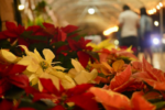 Invitan a los capitalinos a donar las flores de Nochebuena en centros de acopio para composta