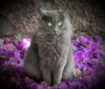 En el Día del Gato, refuerza los cuidados integrales para proteger su salud