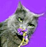 25 de febrero, Día Mundial de la Esterilización Animal