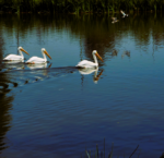 El Parque Ecológico de Xochimilco: un refugio para aves migratorias