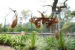 SEDEMA rescata más de 2 mil capullos de mariposa “cuatro espejos”