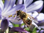 20 de mayo, Día Mundial de las Abejas ¿Sabías que en México hay 2,100 especies?