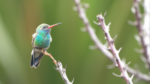 Centro de Conservación de la Vida Silvestre de San Juan de Aragón celebra el Día Internacional de la Diversidad Biológica