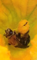 20 de mayo, Día Mundial de las Abejas ¿Sabías que en México hay 2,100 especies?