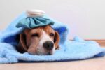 Temporada de lluvias incrementa infecciones, ansiedad y problemas en las articulaciones en perros