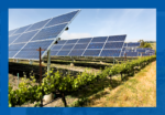 Agrovoltaica: sinergia entre energía solar y producción agrícola sostenible para México