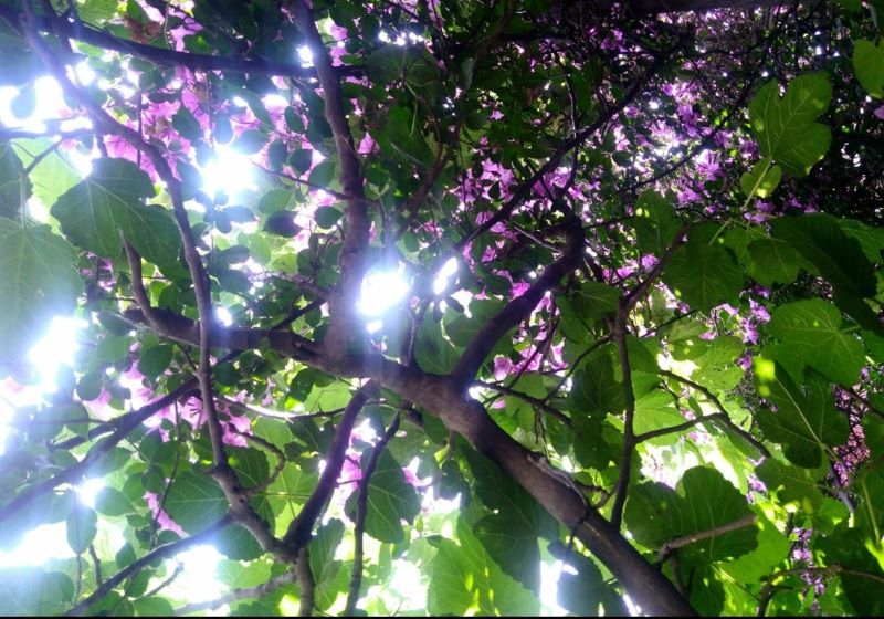 En el Día del Árbol, la SEDEMA hace un llamado para nominar árboles ancestrales de la ciudad En el Día del Árbol, la SEDEMA hace un llamado para nominar árboles ancestrales de la ciudad