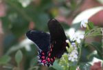 Anímate a participar en “Jardines para la Vida 2025”: una ciudad que florece para la biodiversidad