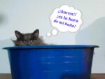 ¡Atención Karen! Así puedes consentir y bañar fácil y rápido a tu michi para celebrar el Día Internacional del Gato