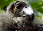 Crías de cóndor de California nacidas en Chapultepec serán trasladadas a Baja California para su reintroducción en vida silvestre