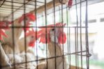 Denuncian maltrato animal y condiciones insalubres en granjas de Bachoco