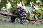 ¿Sabías que Guadalajara es productor de vino, ron y cerveza?