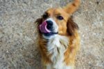 Perros mestizos, los preferidos en los hogares mexicanos