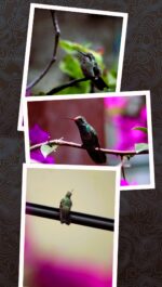 Si quieres aprender y conocer más sobre los colibríes, el Museo de Historia Natural y Cultura Ambiental te invitan a descubrir a estos “mensajeros del alma” durante septiembre
