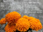 Cempoalxóchitl, la flor que engalana la festividad de los muertos