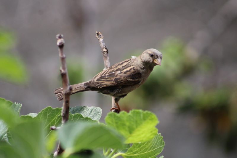 México celebra a los animales y exhorta a proteger la biodiversidad del país México celebra a los animales y exhorta a proteger la biodiversidad del país