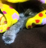 Deco Pet Friendly: tendencias y diseño en decoración para nuestras mascotas   