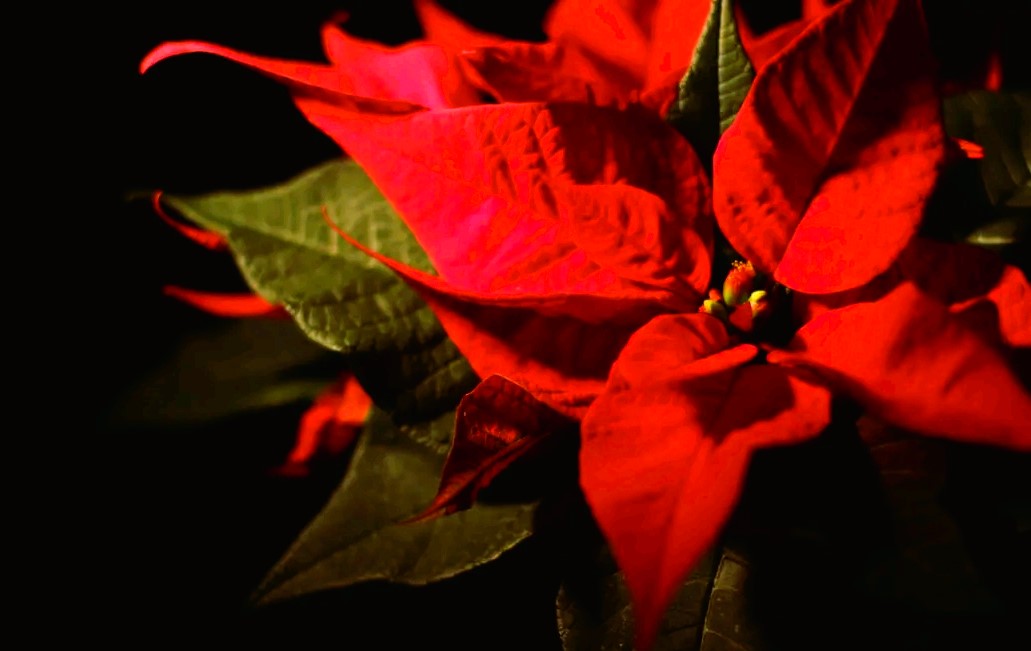 La CDMX se viste de rojo con la llegada de la flor de nochebuena