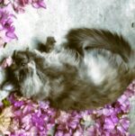 Melodías que salvan: Xochimilco será sede del Croquetón musical en favor de animales abandonados