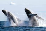 Costalegre y Puerto Vallarta anuncian el inicio de la temporada de ballenas jorobadas