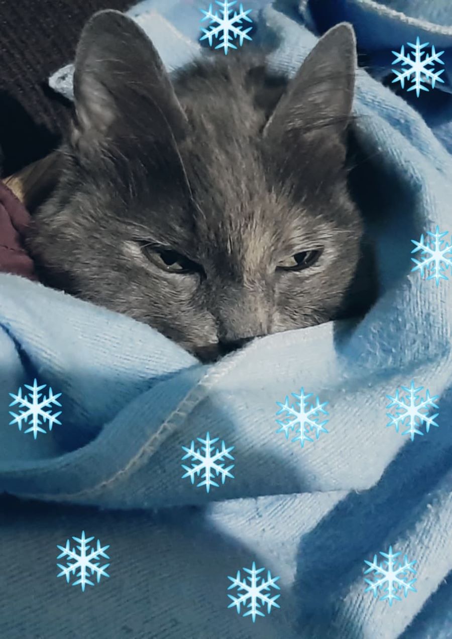 ¡Atención! El frío aumenta riesgo de enfermedades respiratorias en michis y lomitos ¡Atención! El frío aumenta riesgo de enfermedades respiratorias en michis y lomitos