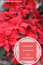 El día de hoy, 8 de diciembre, se celebra el Día Nacional de la nochebuena
