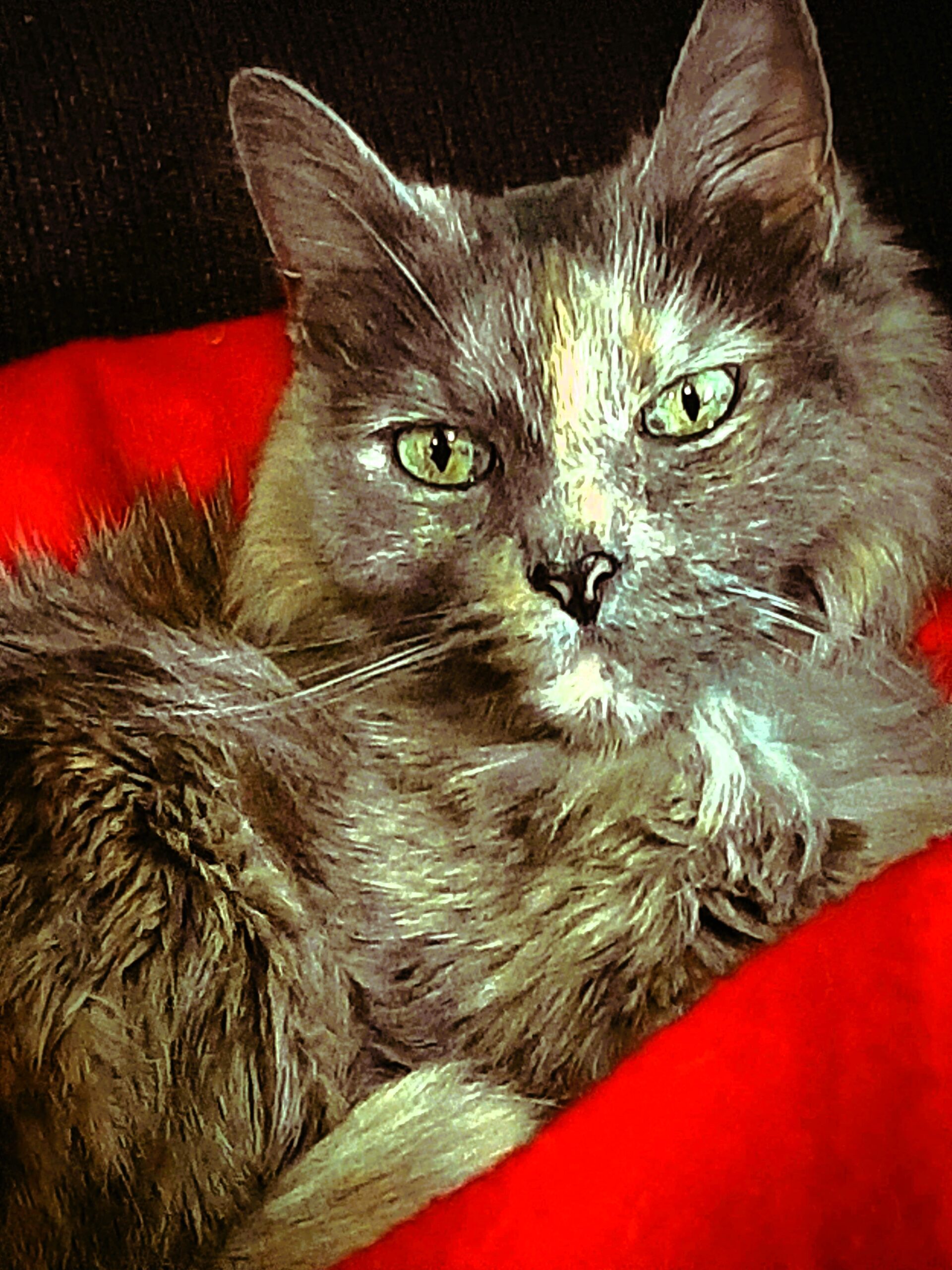 Fiestas decembrinas: precauciones esenciales para el bienestar de tus michis y lomitos Fiestas decembrinas: precauciones esenciales para el bienestar de tus michis y lomitos