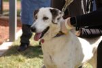 No se criminaliza a asociaciones animalistas, asegura Clara Brugada al supervisar las condiciones de los 183 perros que se encuentran en el refugio de la Gustavo A. Madero