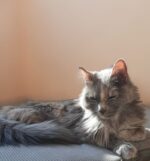 Se refuerza el vínculo de amor entre las mascotas y los humanos