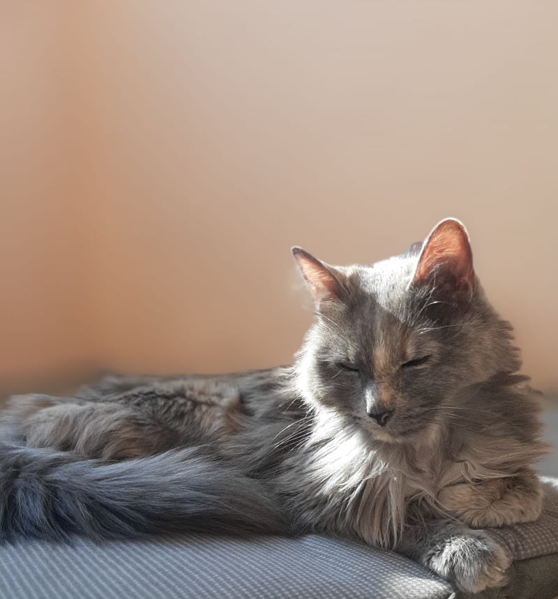 Se refuerza el vínculo de amor entre las mascotas y los humanos