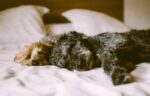 Tips para cuidar a tu peludo en invierno