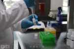 SEDEMA conmemora 16 años del Laboratorio de Genómica y el Biobanco de Vida Silvestre en Chapultepec