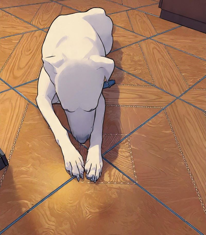 Glaucoma en las mascostas