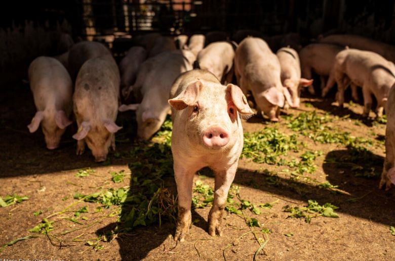 Cenotes envenenados en Península