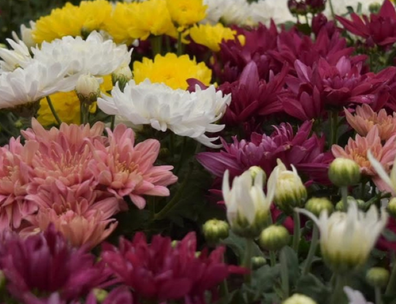 El Monumento a la Revolución se llena de flores con el Festival de Primavera 2026