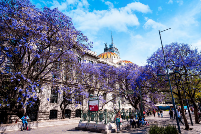 Jacarandas impulsan búsquedas y reposicionan a Ciudad de México