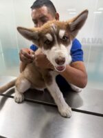 Rescata un cachorro husky en la alcaldía Álvaro Obregón por denuncia de maltrato