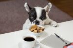 6 errores comunes que arriesgan la salud de tu lomito