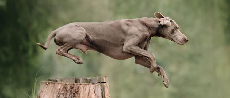 Cómo prolongar la vida de las mascotas