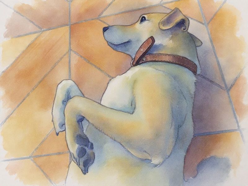 ¡Peludito rescatado! estaba atrapado entre dos bardas en Tláhuac ¡Peludito rescatado! estaba atrapado entre dos bardas en Tláhuac