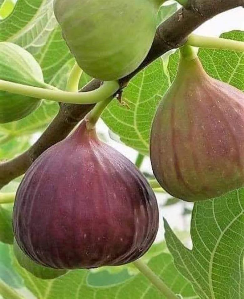 Día Mundial de la Madre Tierra, una fecha para valorarla y protegerla