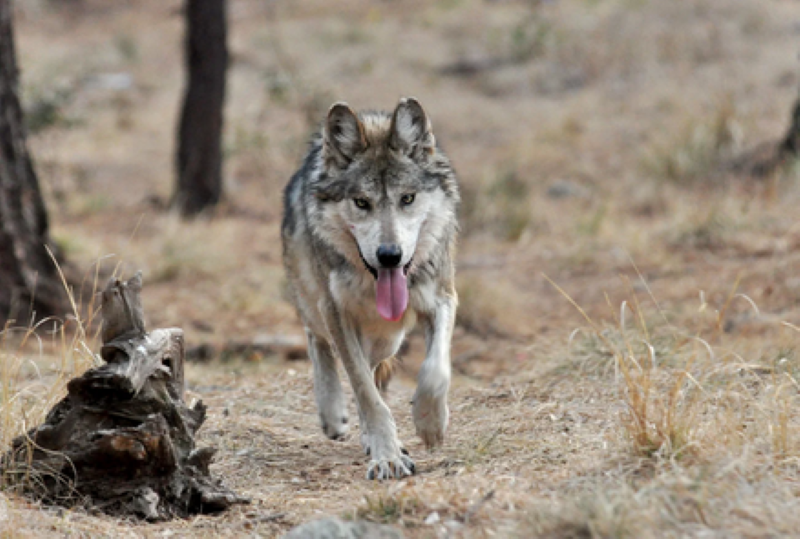 Durango recibe a familia de lobos mexicanos
