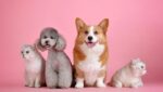 10 artículos que nunca debes olvidar al dejar a tu mascota con un cuidador o en la guardería