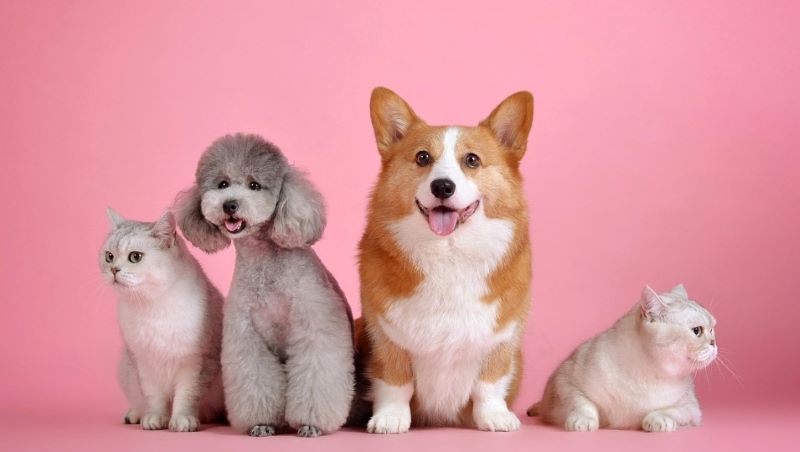 10 artículos que nunca debes olvidar al dejar a tu mascota con un cuidador o en la guardería 10 artículos que nunca debes olvidar al dejar a tu mascota con un cuidador o en la guardería