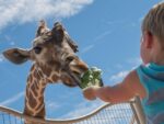 El itinerario de verano más completo para disfrutar en familia está en Denver