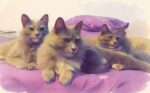 Mascotas: Una amorosa compañía para mamá
