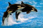 Científicos descubren a una pareja de orcas dándose un beso francés