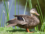El Bosque de San Juan de Aragón celebra el Día Mundial de las Aves Migratorias con Festival de Cultura Ambiental