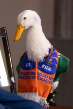Le ponen precio a pato “Merlín”: 800 mil pesos
